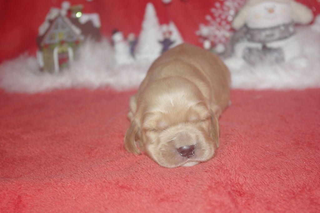 images/contenu/Chiots/Cocker/006/9-cocker_anglais_2.jpg