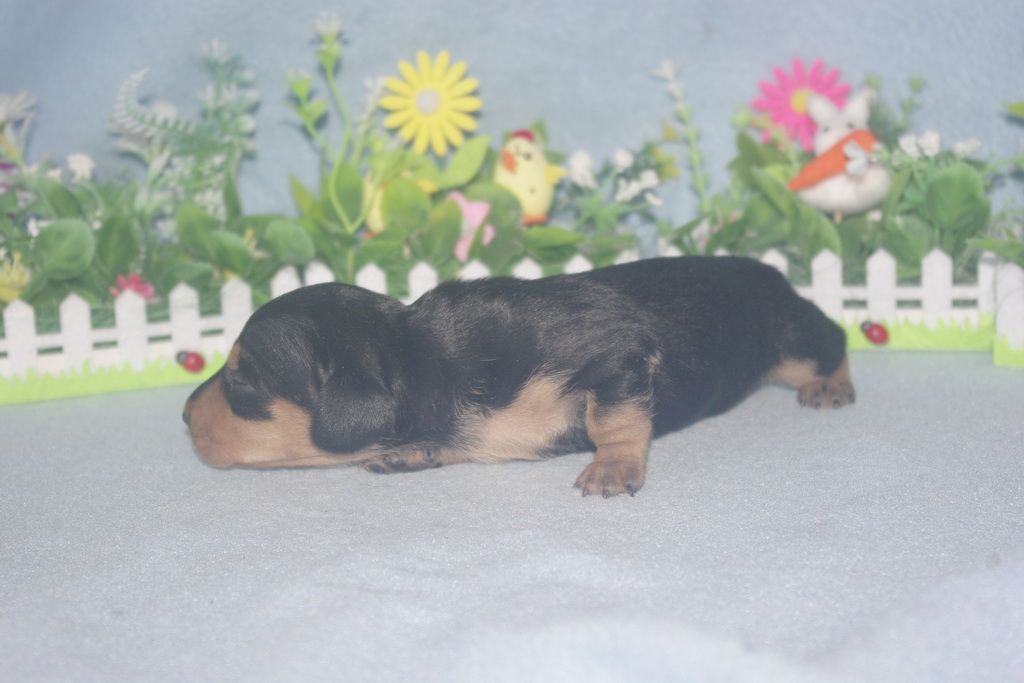 images/contenu/Chiots/teckel/004/teckel_002_9.jpg