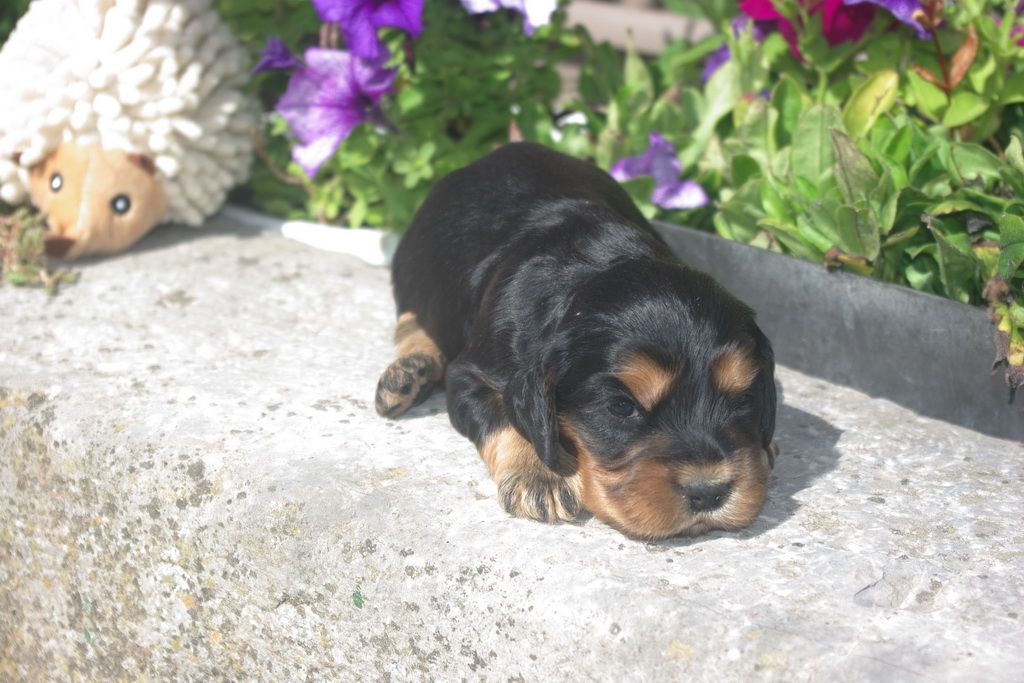 images/contenu/Chiots/Cocker/002/8-cocker_anglais_3.jpg