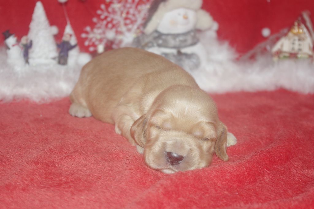 images/contenu/Chiots/Cocker/006/9-cocker_anglais_7.jpg