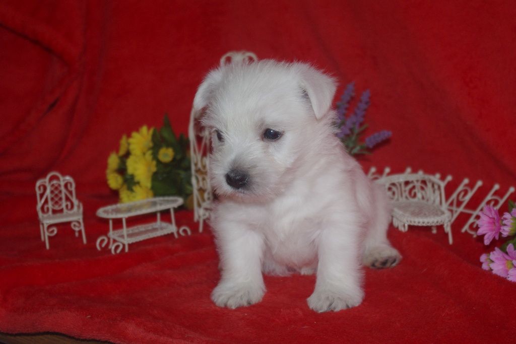 images/contenu/Chiots/westie/005/westie_001_10.jpg