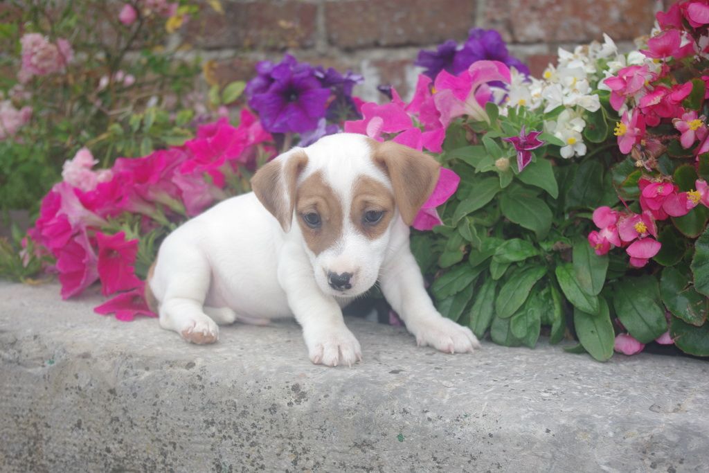 images/contenu/Chiots/jackrussel/005/8-jack_russel_7.jpg