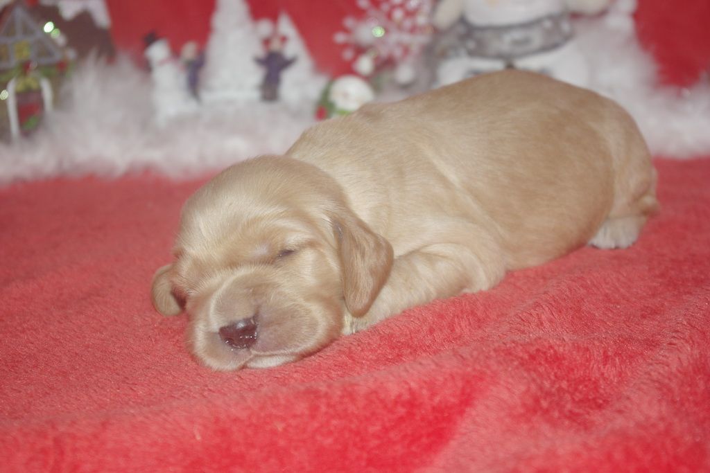images/contenu/Chiots/Cocker/006/9-cocker_anglais_12.jpg