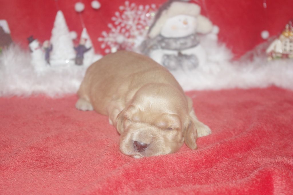 images/contenu/Chiots/Cocker/006/9-cocker_anglais_6.jpg