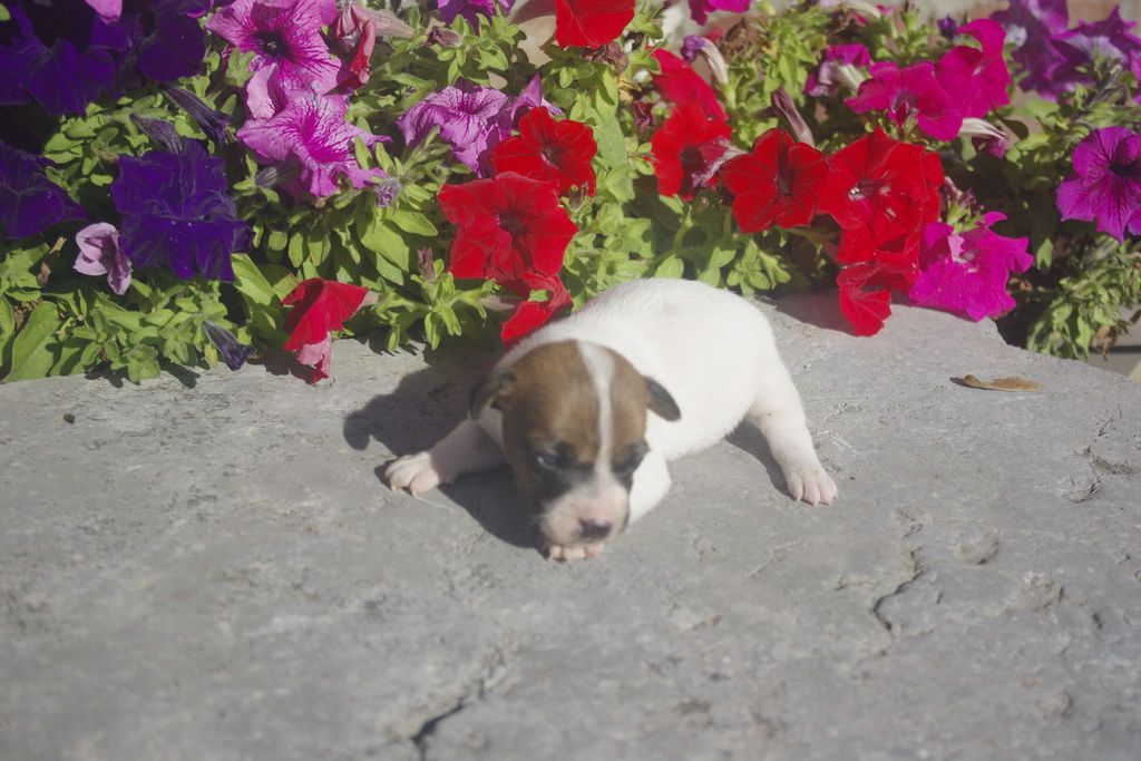 images/contenu/Chiots/jackrussel/005/9_jack_russel_12.jpg