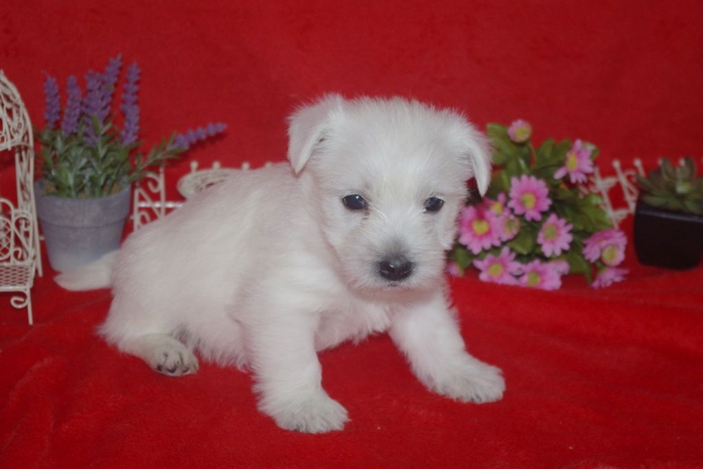 images/contenu/Chiots/westie/005/westie_001_11.jpg