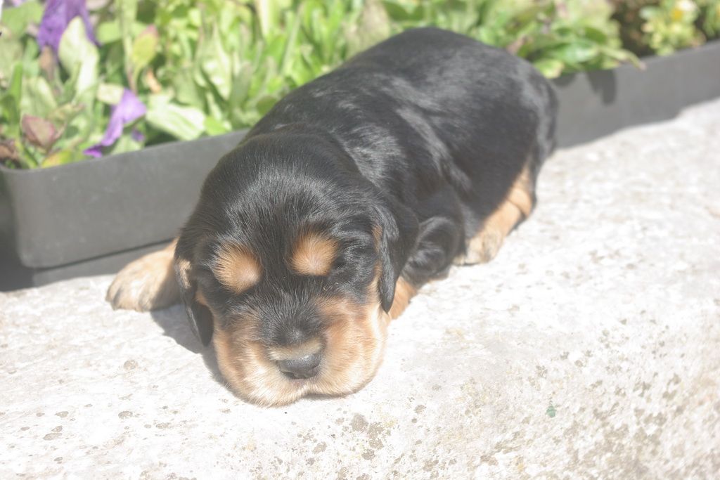 images/contenu/Chiots/Cocker/004/8-cocker_anglais_2.jpg
