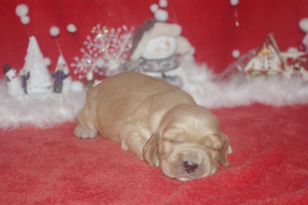 images/contenu/Chiots/Cocker/006/9-cocker_anglais_10.jpg
