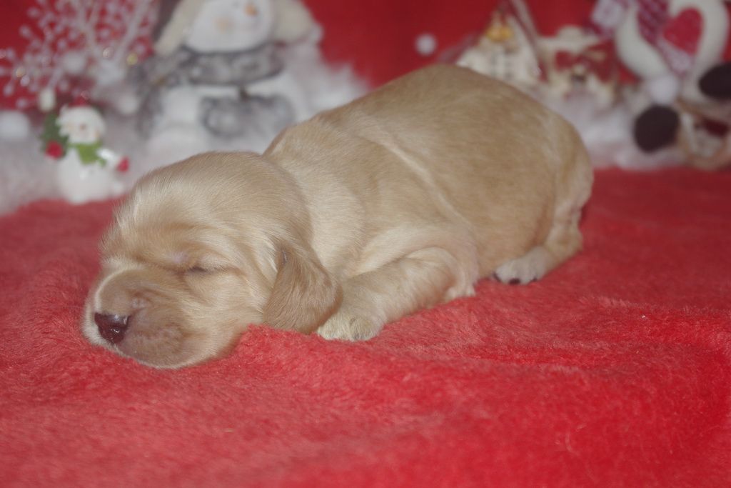 images/contenu/Chiots/Cocker/006/9-cocker_anglais_4.jpg