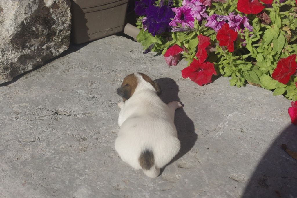 images/contenu/Chiots/jackrussel/005/9_jack_russel_10.jpg