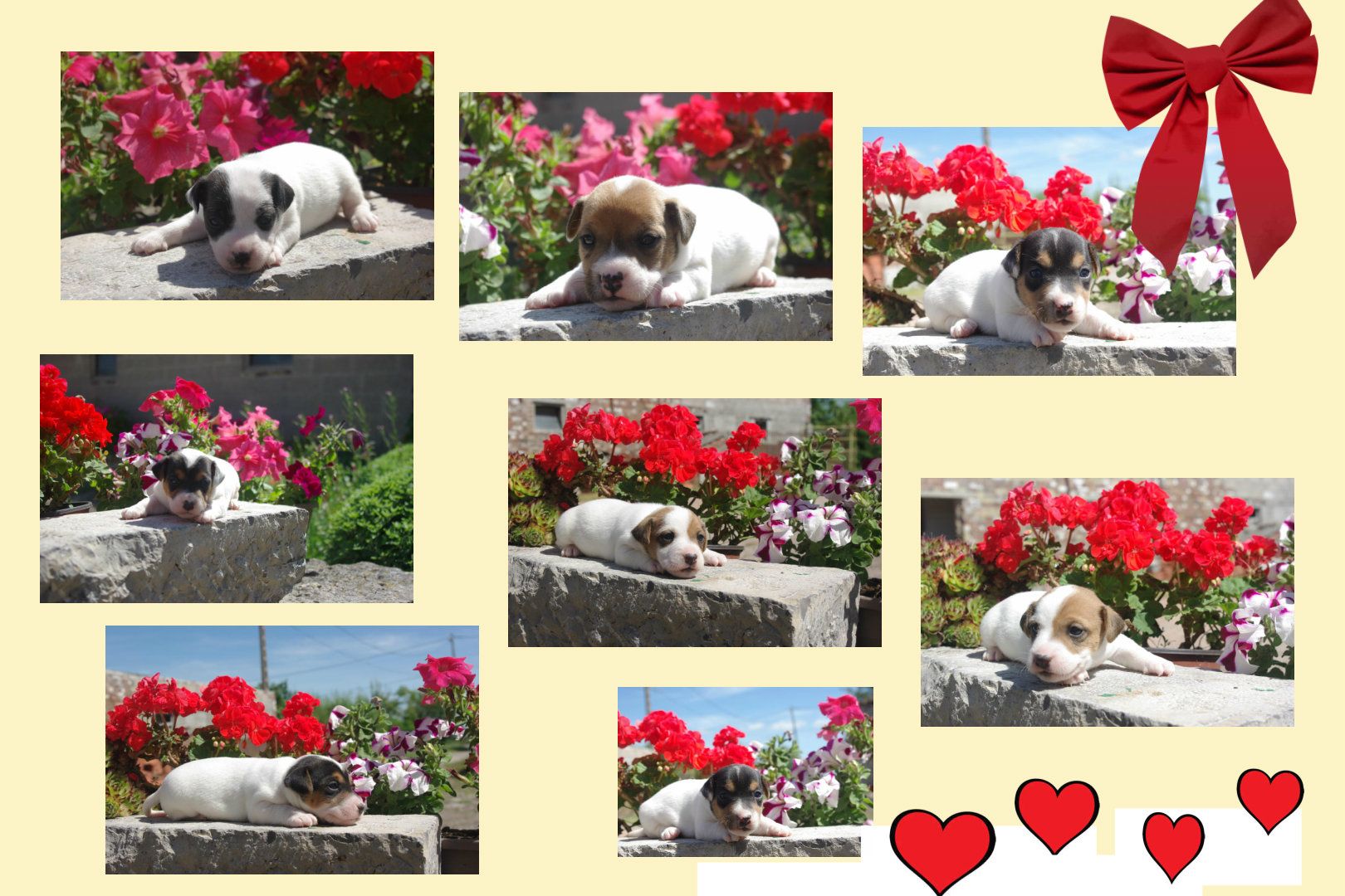 images/contenu/Chiots/jackrussel/pasdechiots/Jack_russel_36.jpg