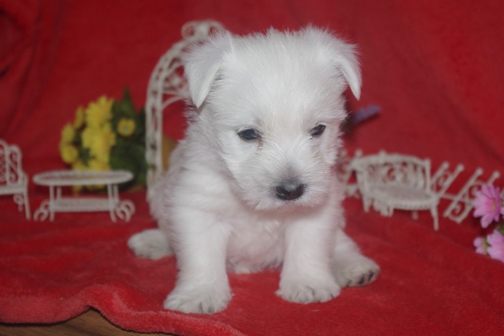 images/contenu/Chiots/westie/005/westie_001_13.jpg