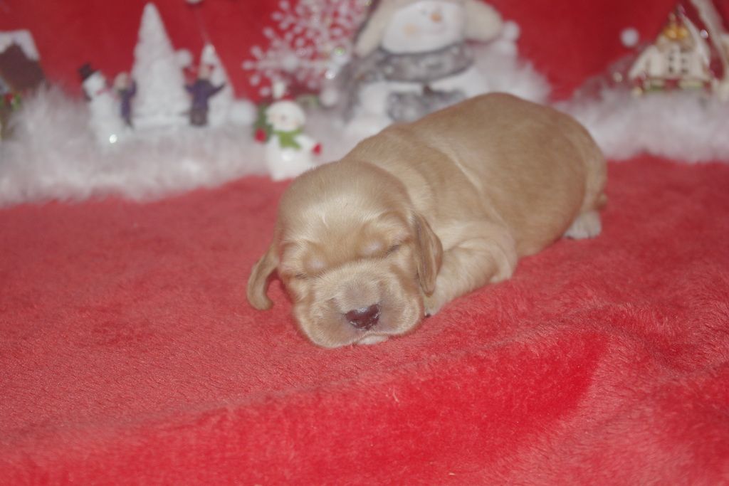 images/contenu/Chiots/Cocker/006/9-cocker_anglais_11.jpg