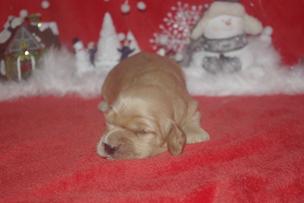 images/contenu/Chiots/Cocker/006/9-cocker_anglais_5.jpg