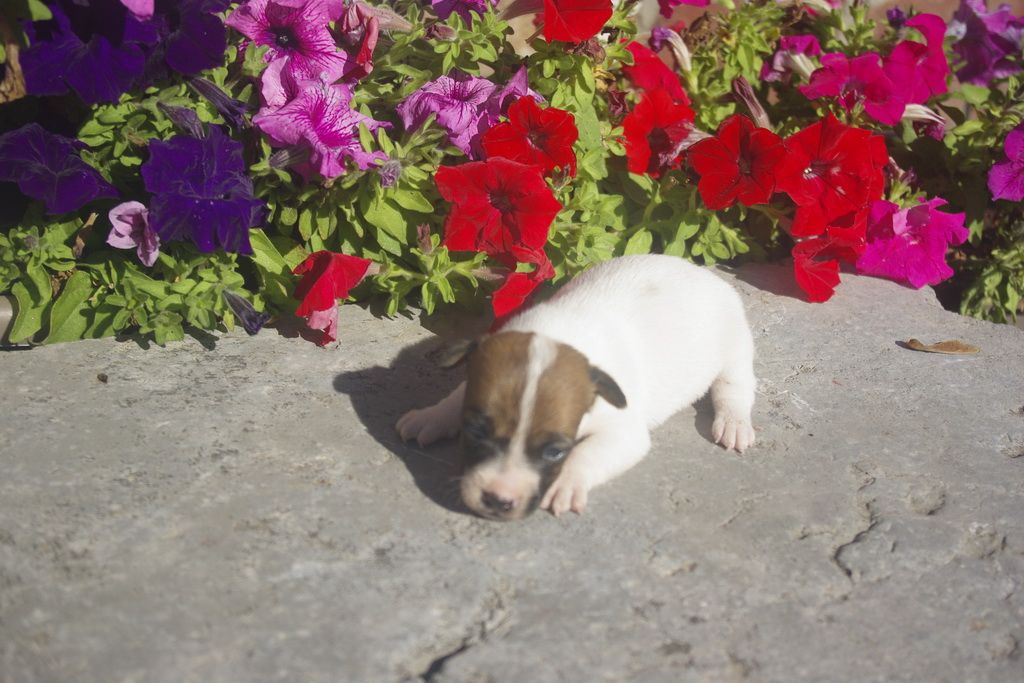 images/contenu/Chiots/jackrussel/005/9_jack_russel_11.jpg