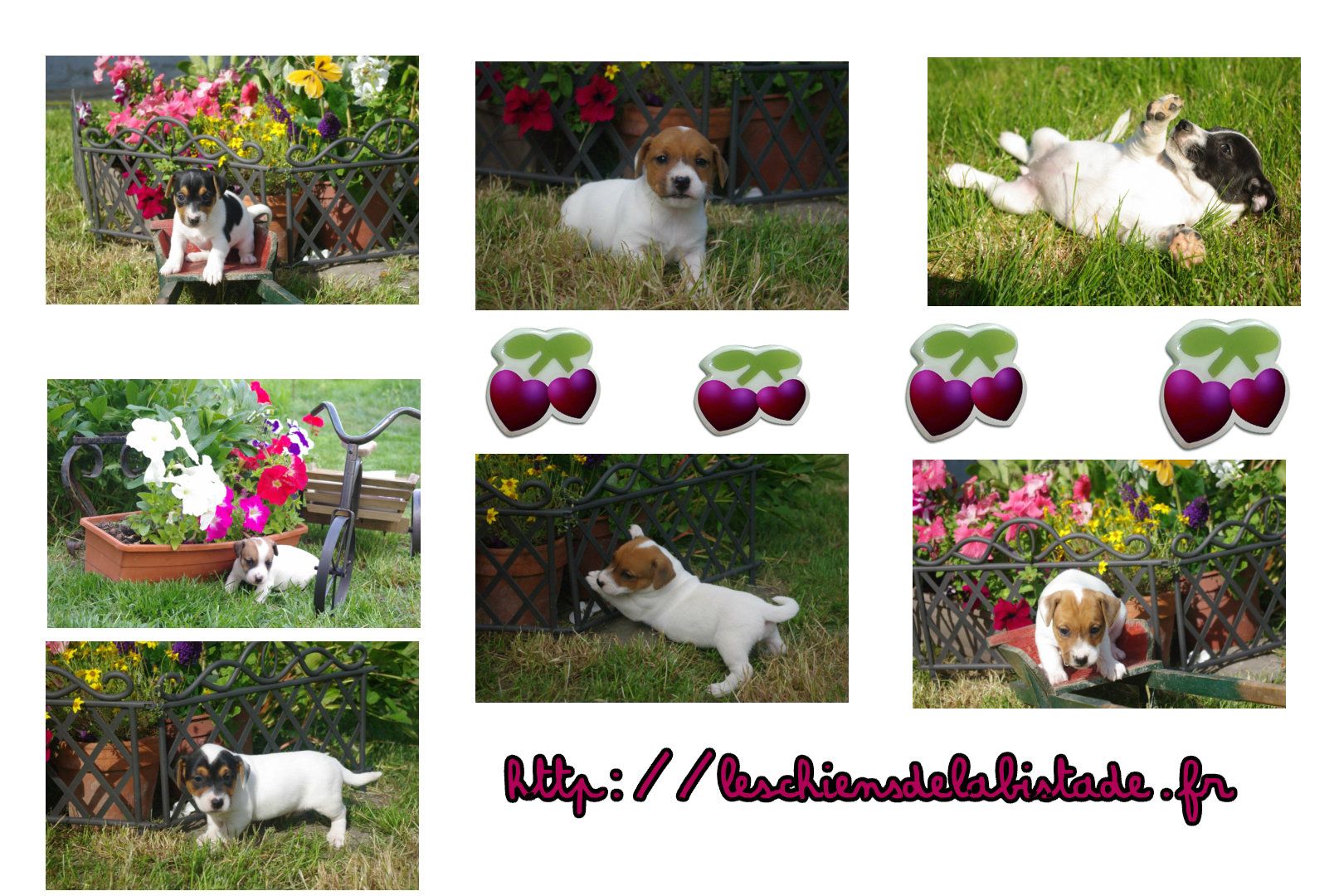 images/contenu/Chiots/jackrussel/pasdechiots/Jack_russel_37.jpg