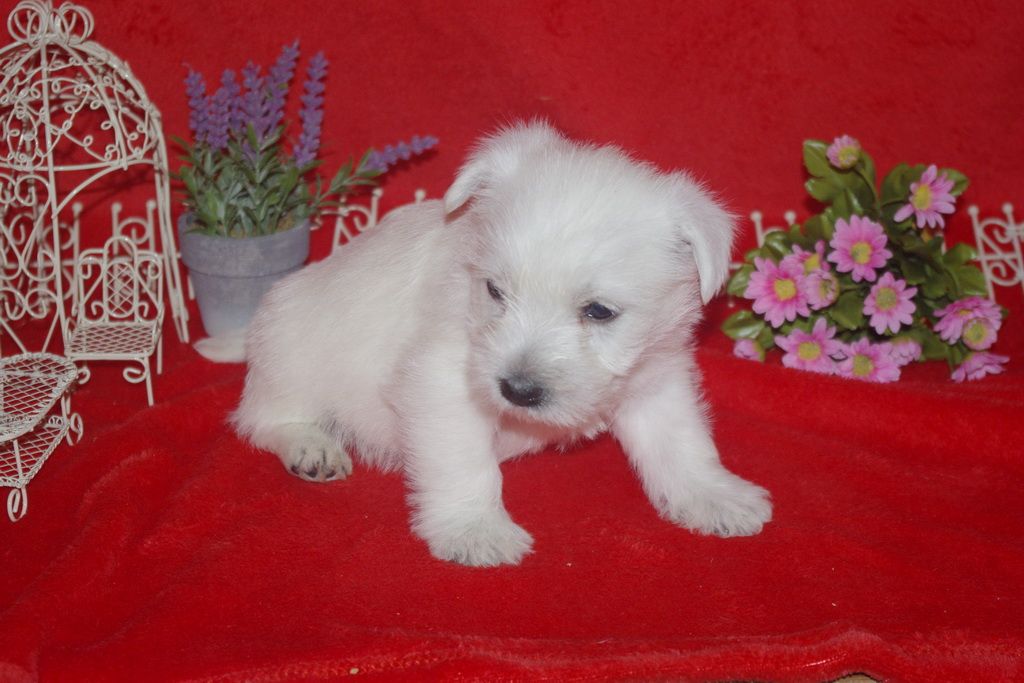 images/contenu/Chiots/westie/005/westie_001_12.jpg