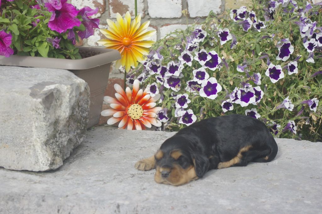 images/contenu/Chiots/Cocker/012/_IGP0718.jpg