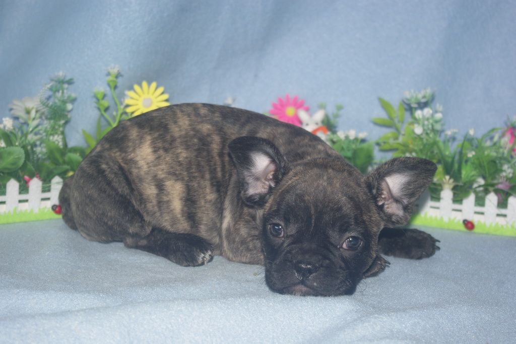 images/contenu/Chiots/Bouledogue/013/bouledogue_franais_002_7.jpg