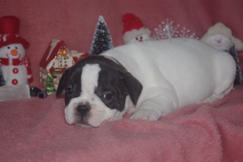 images/contenu/Chiots/Bouledogue/002/8-bouledogue_franais_6.jpg
