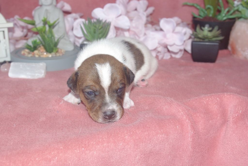 images/contenu/Chiots/jackrussel/003/9-jack_russel_15.jpg