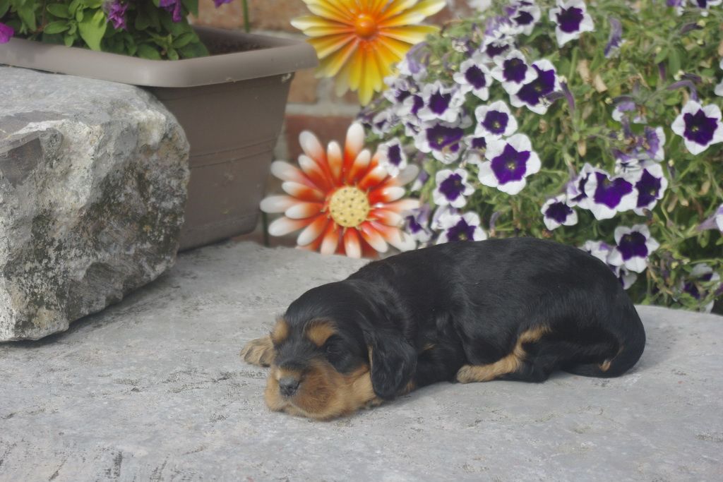 images/contenu/Chiots/Cocker/012/_IGP0719.jpg
