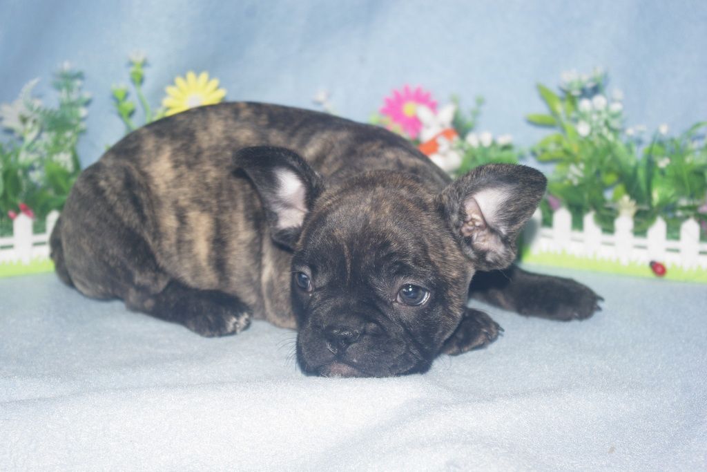 images/contenu/Chiots/Bouledogue/013/bouledogue_franais_002_6.jpg