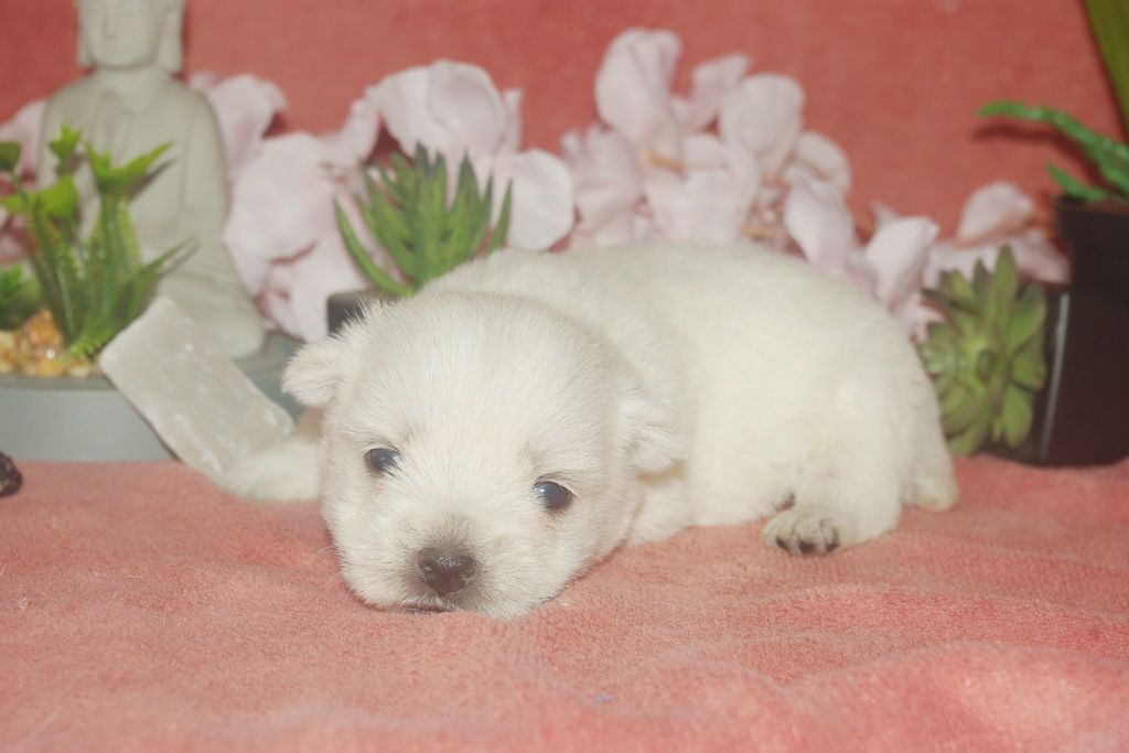 Les Chiens de la Bistade - westie 001