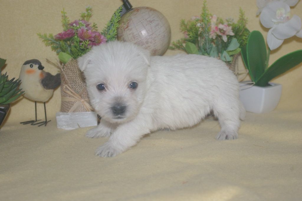 images/contenu/Chiots/westie/004/9-westie_17.jpg