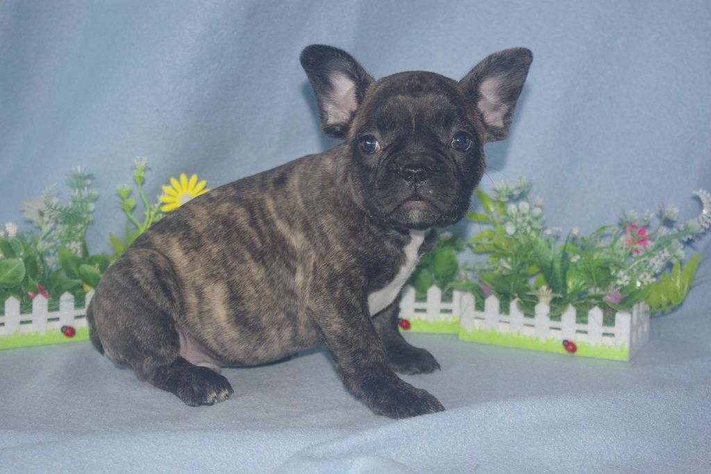 images/contenu/Chiots/Bouledogue/013/bouledogue_franais_002_4.jpg