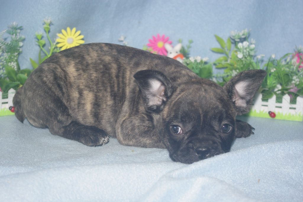 images/contenu/Chiots/Bouledogue/013/bouledogue_franais_002_5.jpg