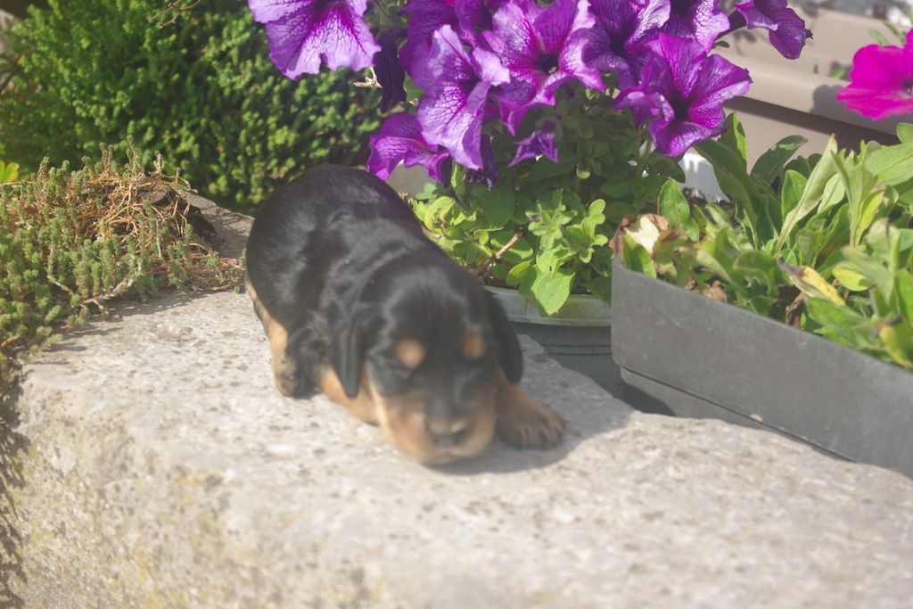 images/contenu/Chiots/Cocker/003/9-cocker_anglais_7.jpg