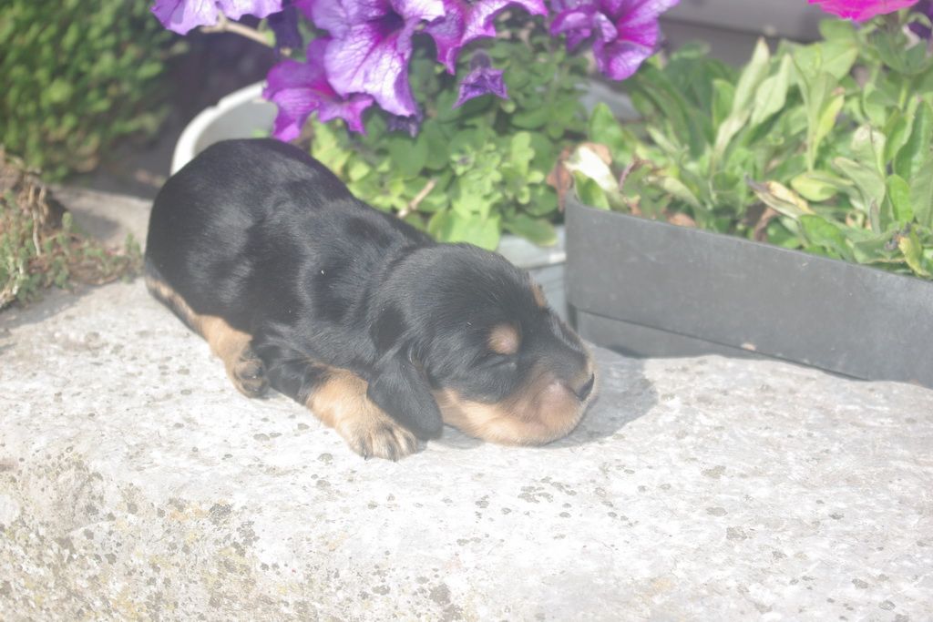 images/contenu/Chiots/Cocker/003/9-cocker_anglais_8.jpg