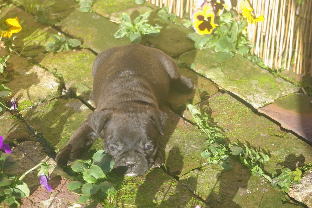 images/contenu/Chiots/Bouledogue/003/9-bouledogue_franais_12.jpg