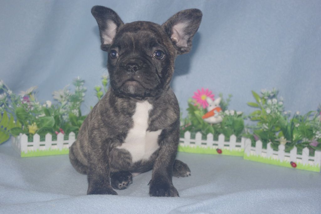 images/contenu/Chiots/Bouledogue/013/bouledogue_franais_002_1.jpg