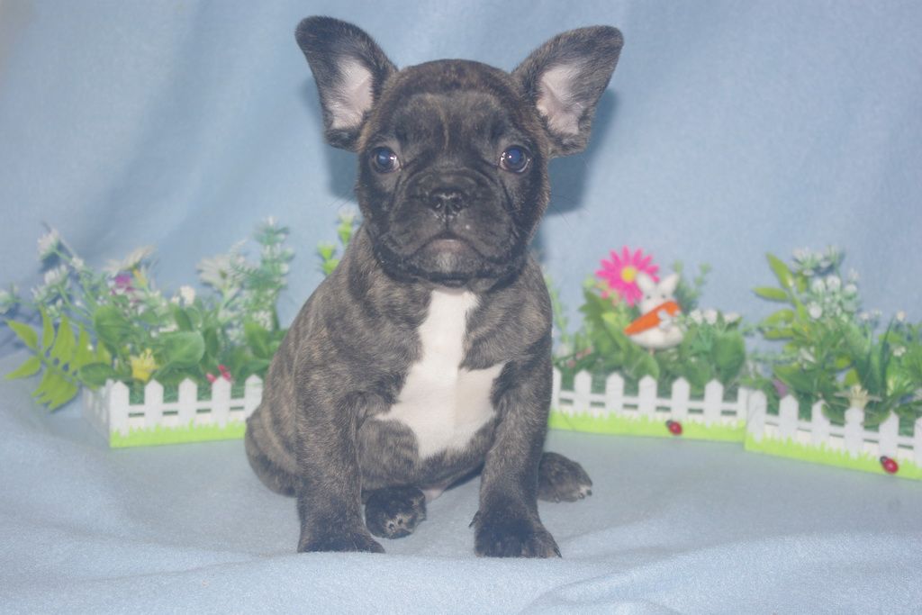 images/contenu/Chiots/Bouledogue/013/bouledogue_franais_002_3.jpg