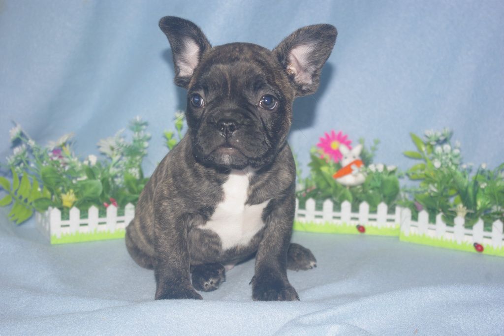 images/contenu/Chiots/Bouledogue/013/bouledogue_franais_002_2.jpg