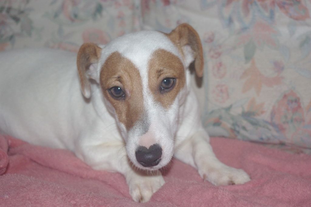 images/contenu/Chiots/jackrussel/005/5-jack_russel_3.jpg