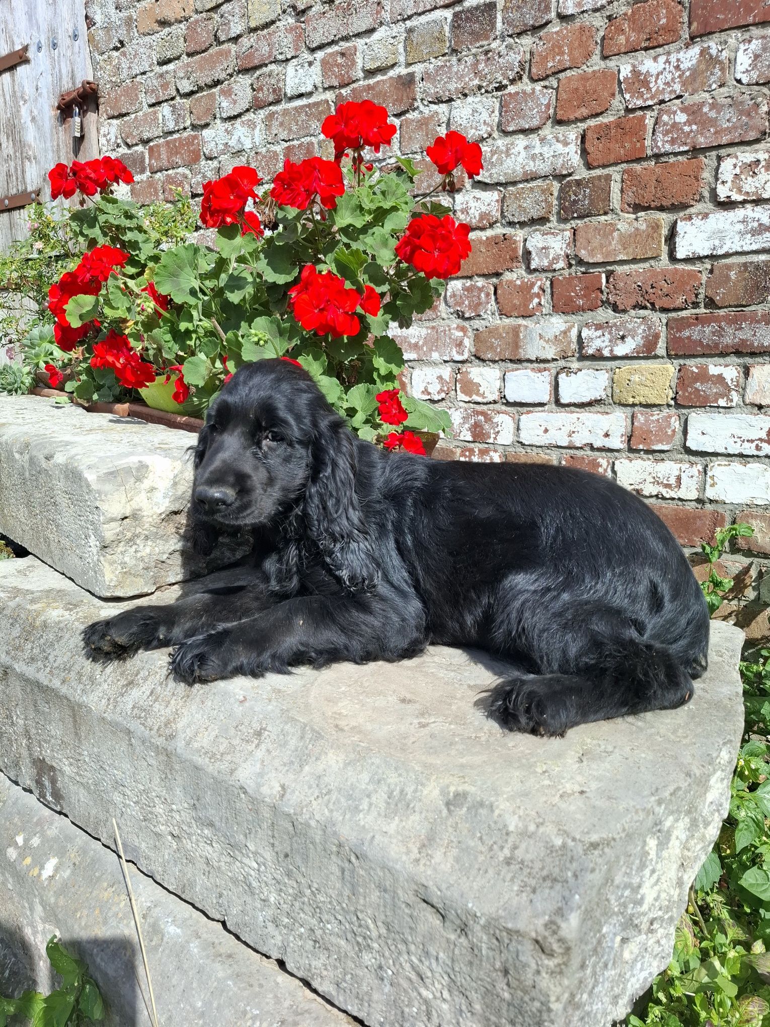 images/contenu/Chiots/Cocker/003/8-cocker_anglais_13.jpg