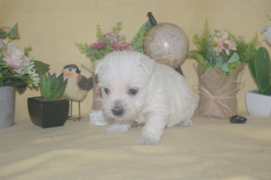 images/contenu/Chiots/westie/004/9-westie_7.jpg