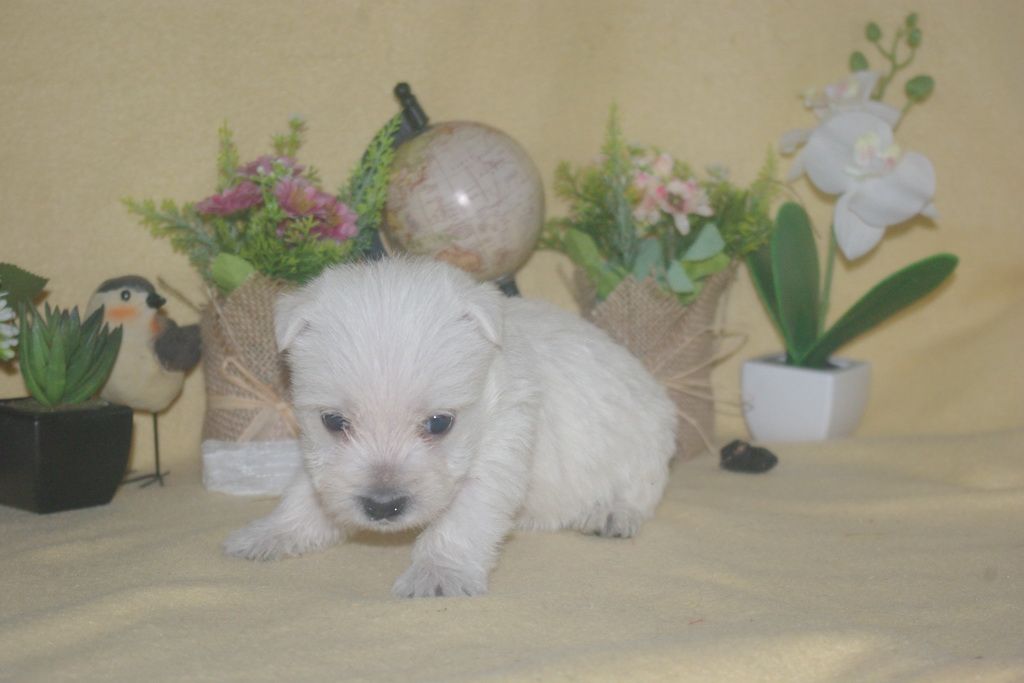 images/contenu/Chiots/westie/004/9-westie_8.jpg