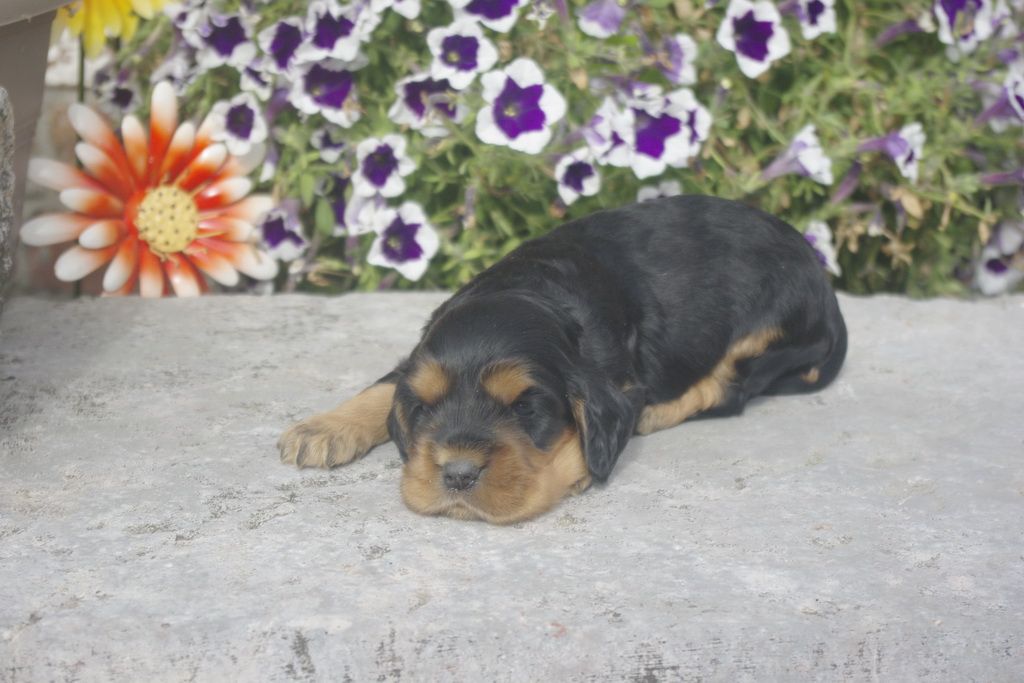 images/contenu/Chiots/Cocker/012/_IGP0716.jpg
