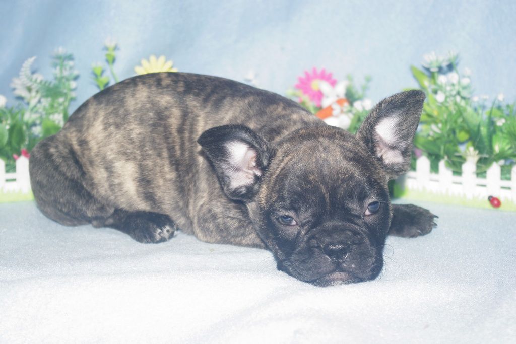 images/contenu/Chiots/Bouledogue/013/bouledogue_franais_002_9.jpg