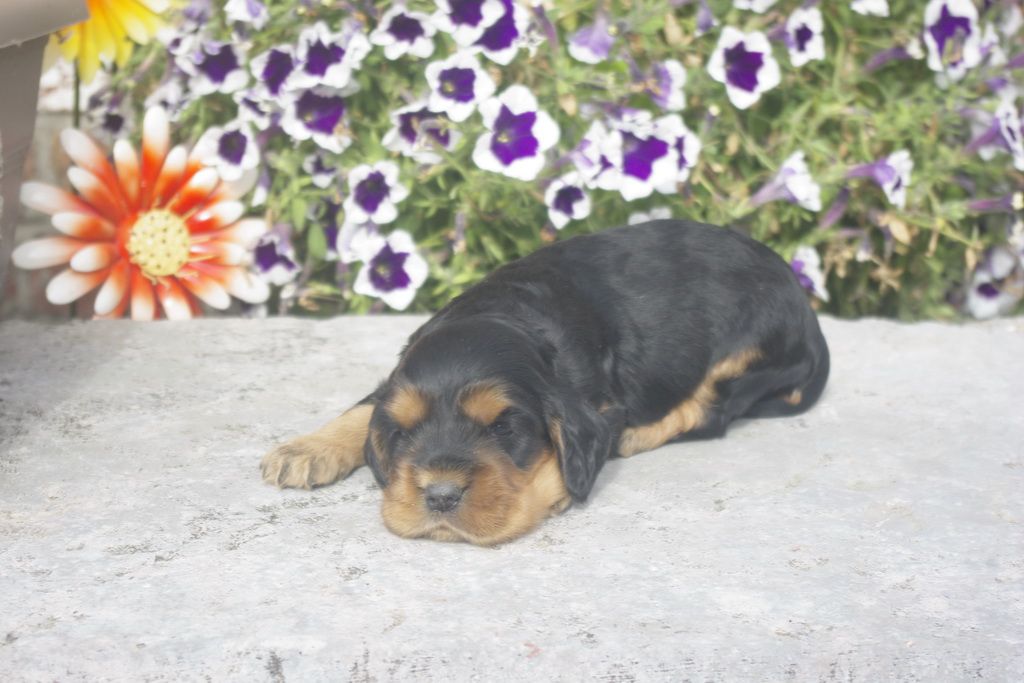 images/contenu/Chiots/Cocker/012/_IGP0717.jpg