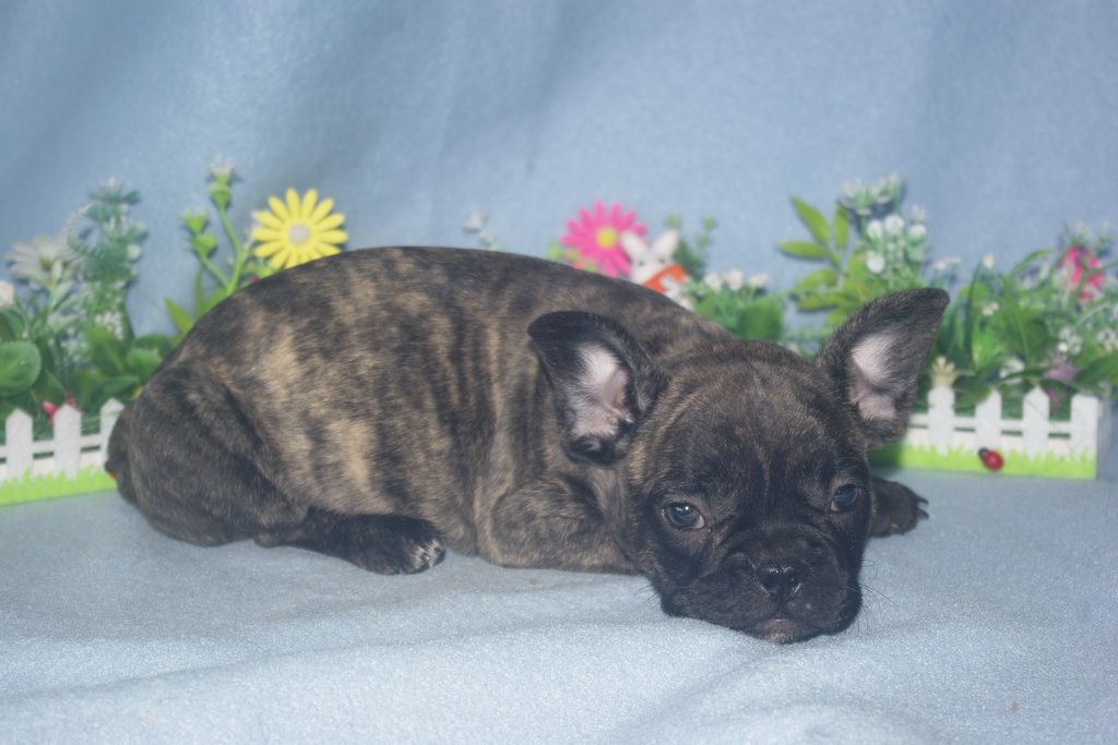 images/contenu/Chiots/Bouledogue/013/bouledogue_franais_002_8.jpg