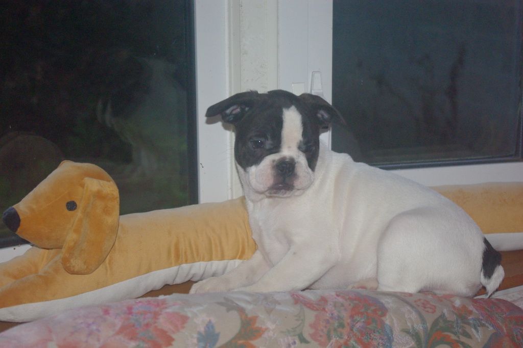 images/contenu/Chiots/Bouledogue/002/7-bouledogue_franais_21.jpg