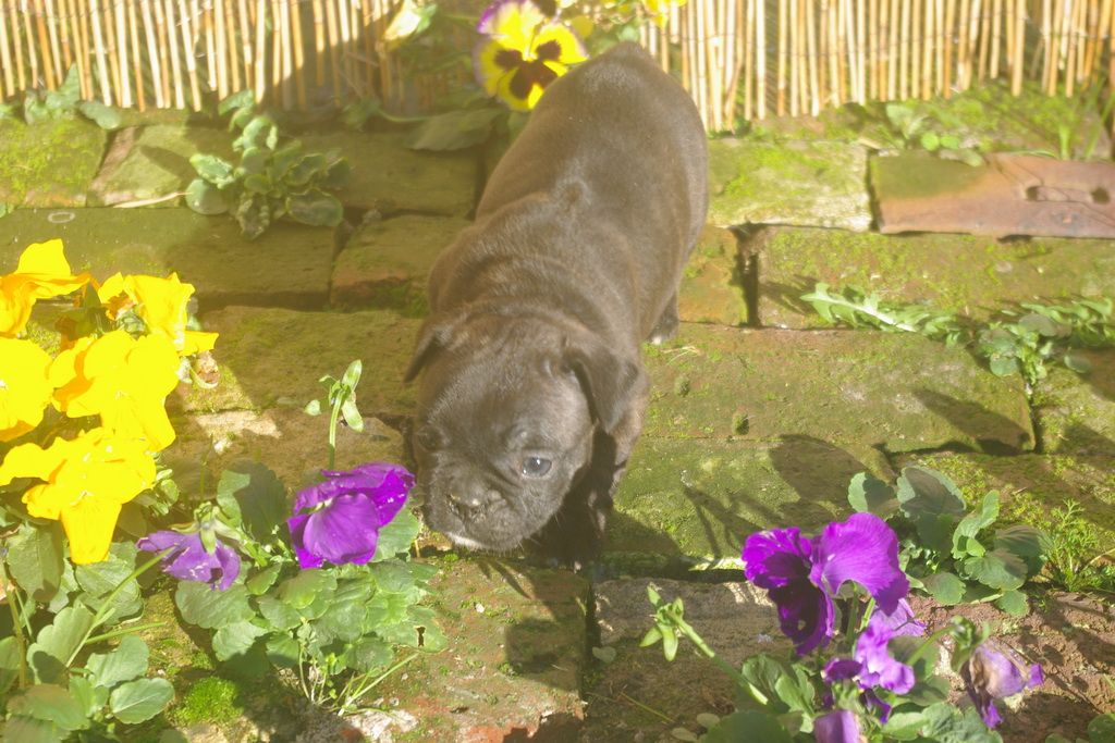 images/contenu/Chiots/Bouledogue/003/9-bouledogue_franais_7.jpg