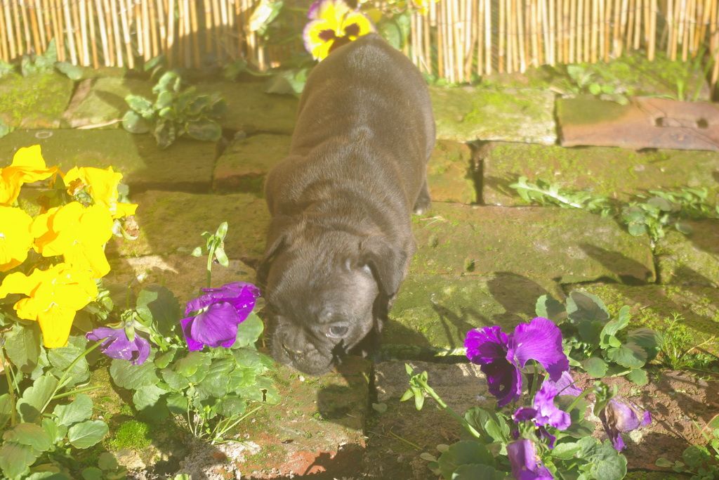 images/contenu/Chiots/Bouledogue/003/9-bouledogue_franais_8.jpg