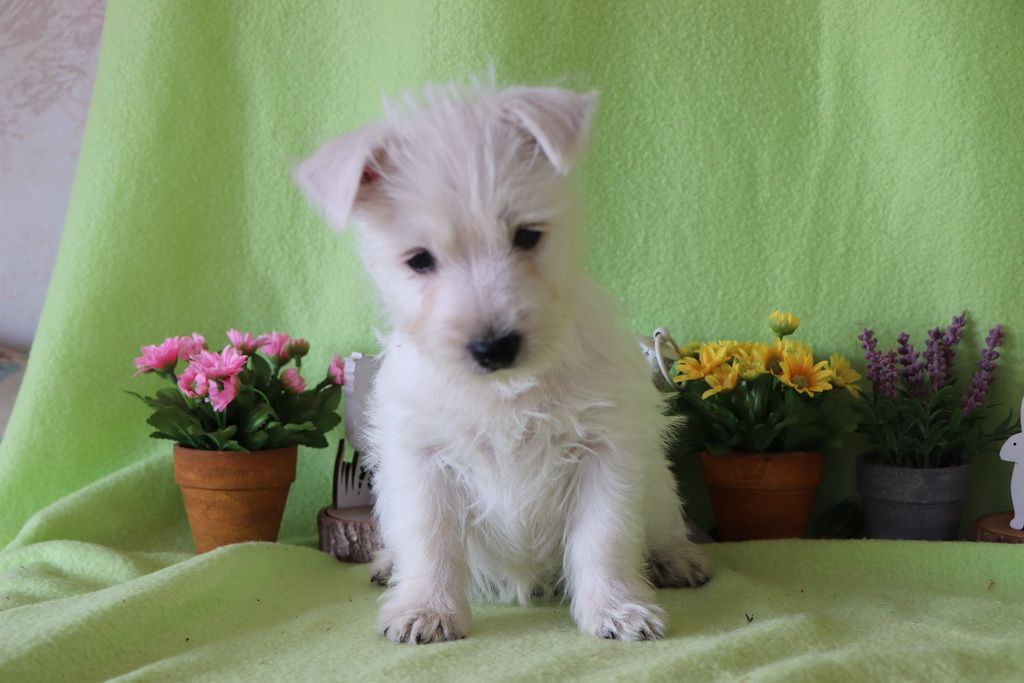 images/contenu/Chiots/westie/002/8-westie_12.jpg