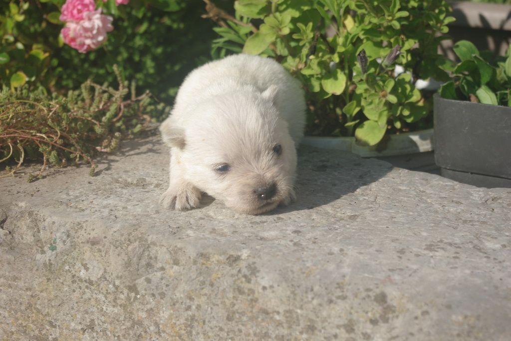 Les Chiens de la Bistade - westie 004